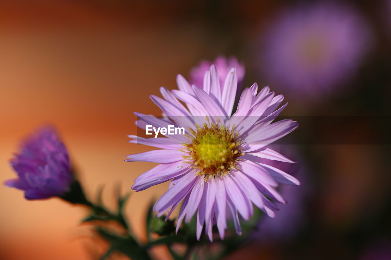 CLOSE UP OF PURPLE FLOWER