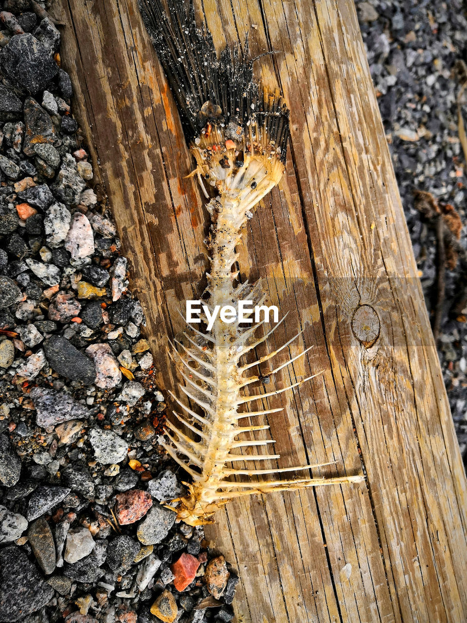 HIGH ANGLE VIEW OF CATERPILLAR ON WOOD