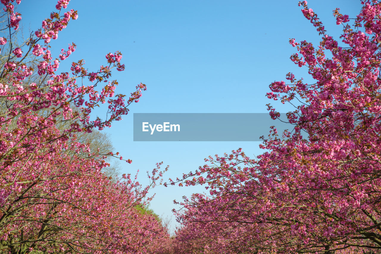 LOW ANGLE VIEW OF PINK CHERRY BLOSSOMS AGAINST BLUE SKY