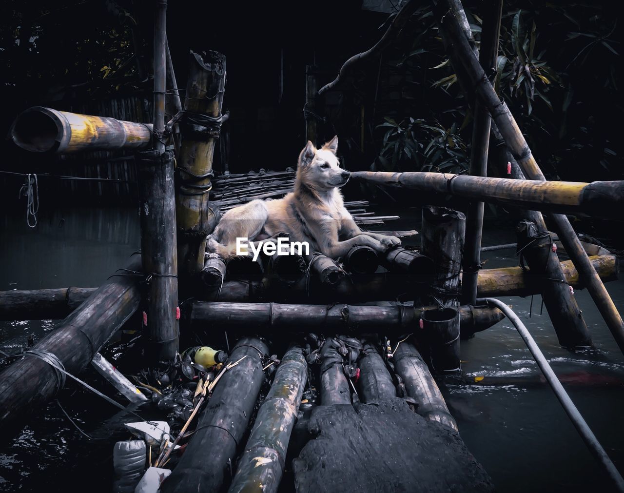 PORTRAIT OF A CAT SITTING ON WOOD