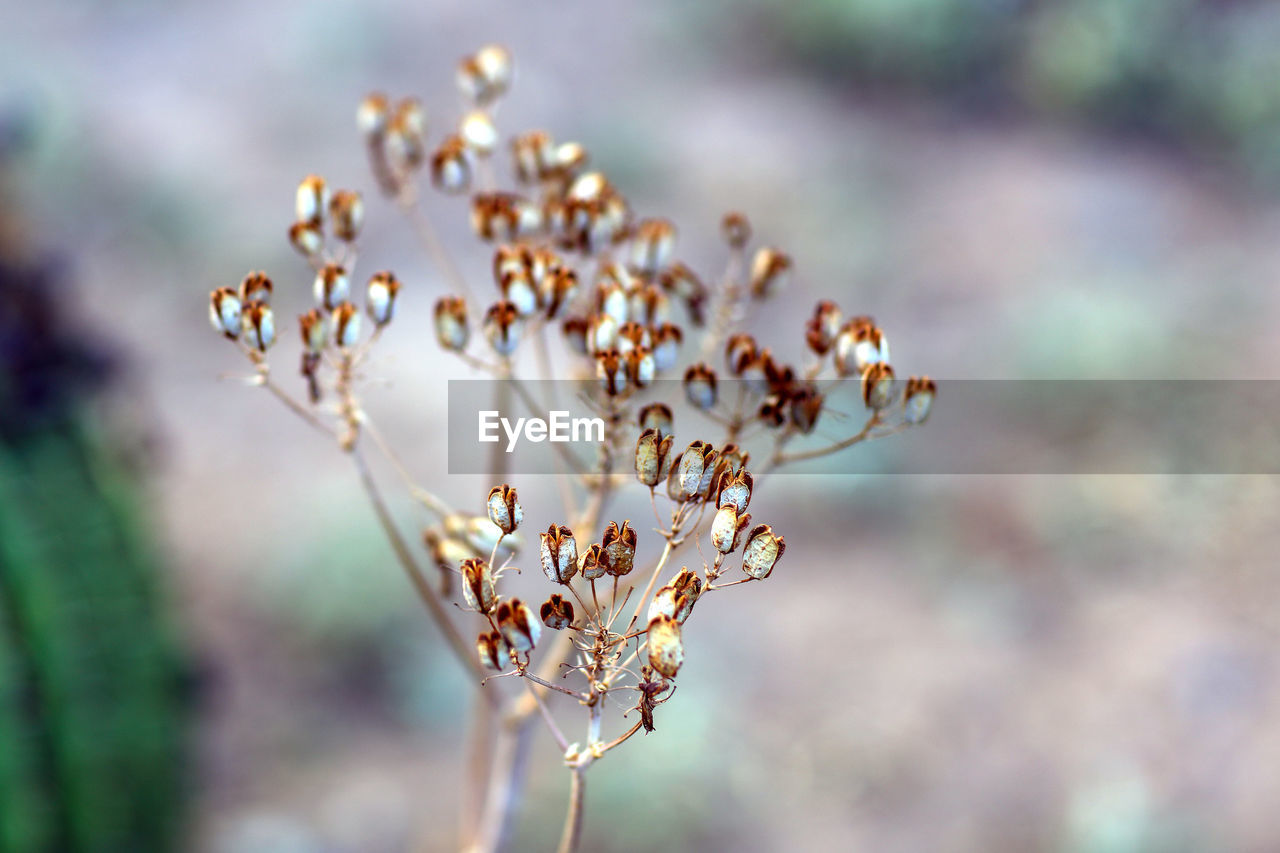 Close-up of flower growing outdoors