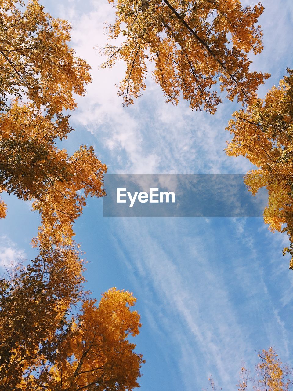 Low angle view of trees against sky during autumn