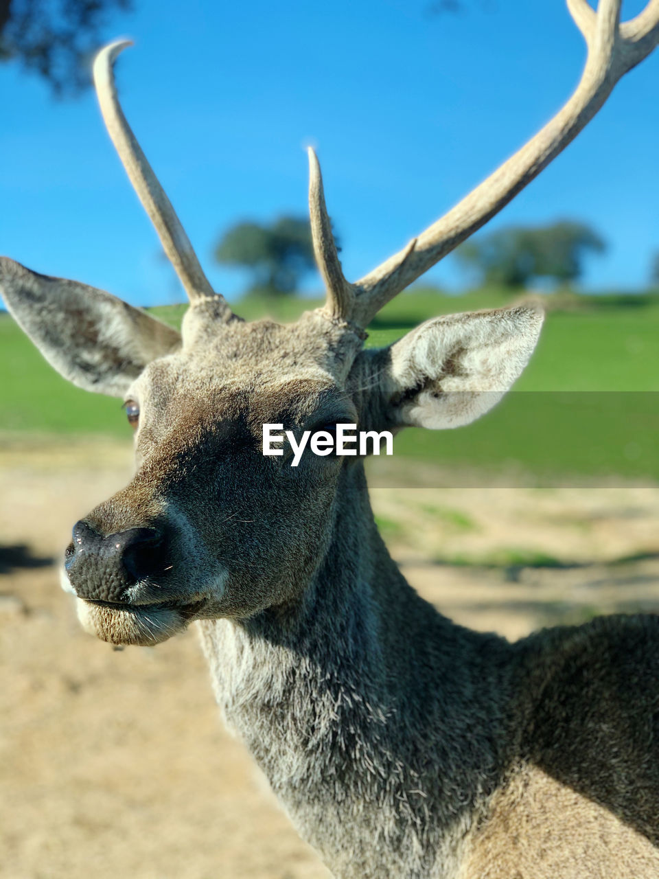 CLOSE-UP PORTRAIT OF A DEER