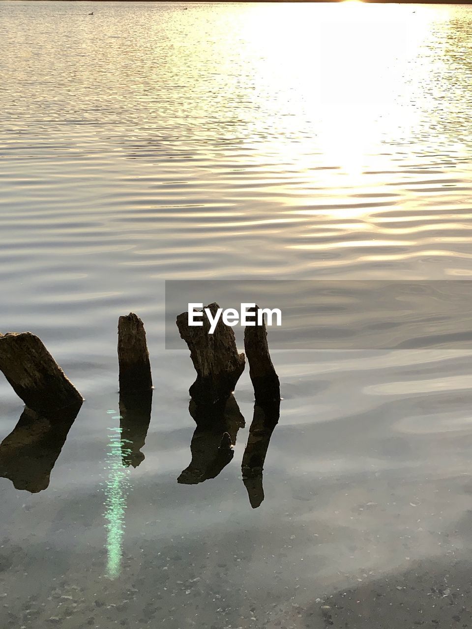 WOODEN POSTS IN LAKE