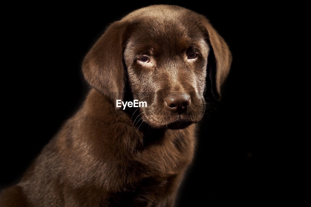 Portrait of chocolate labrador over black background