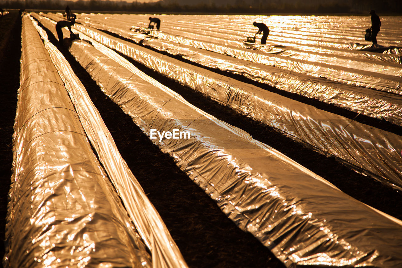 Workers working on tarpaulin covered asparagus field during sunset