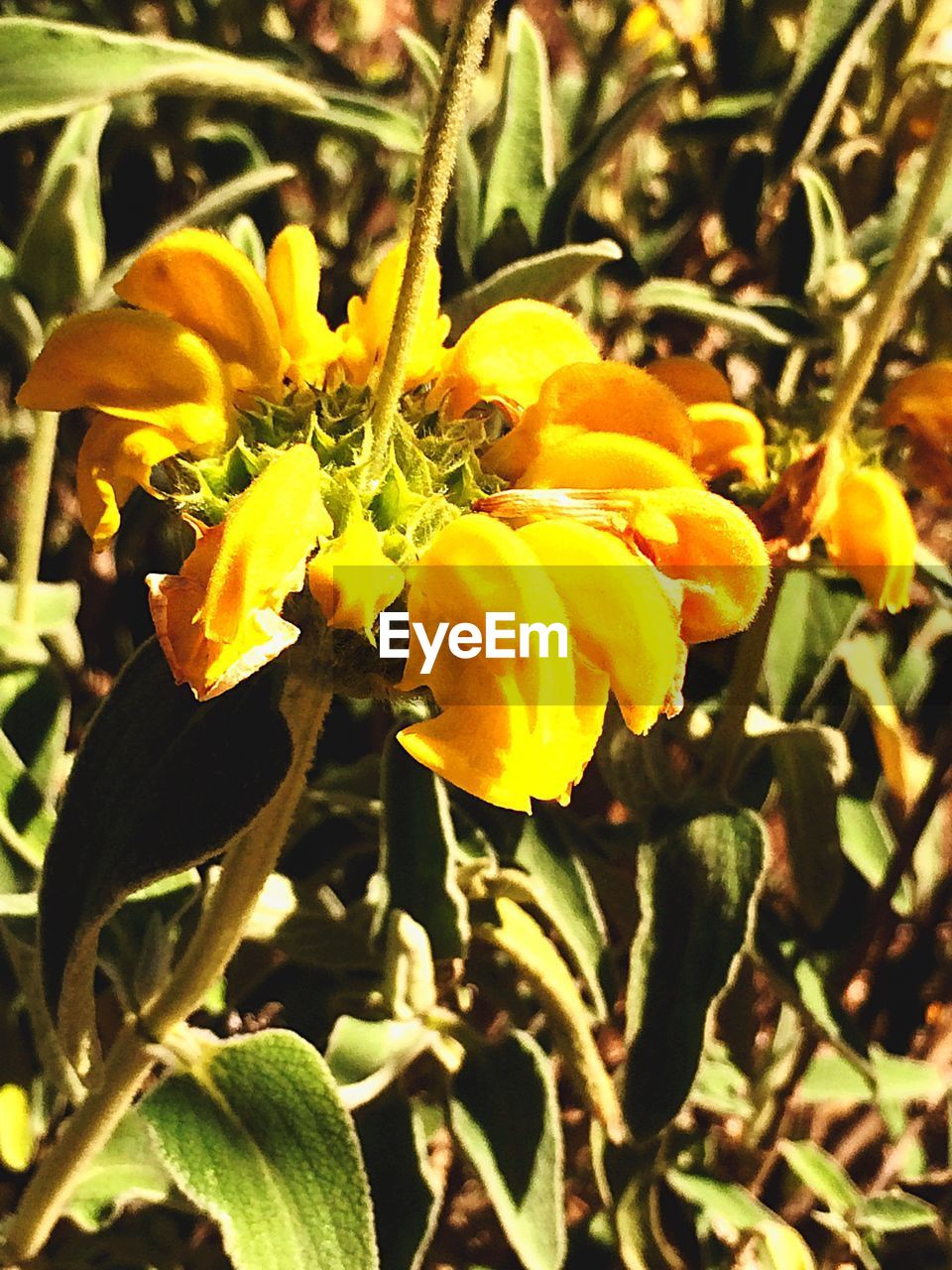 CLOSE-UP OF YELLOW FLOWER BLOOMING