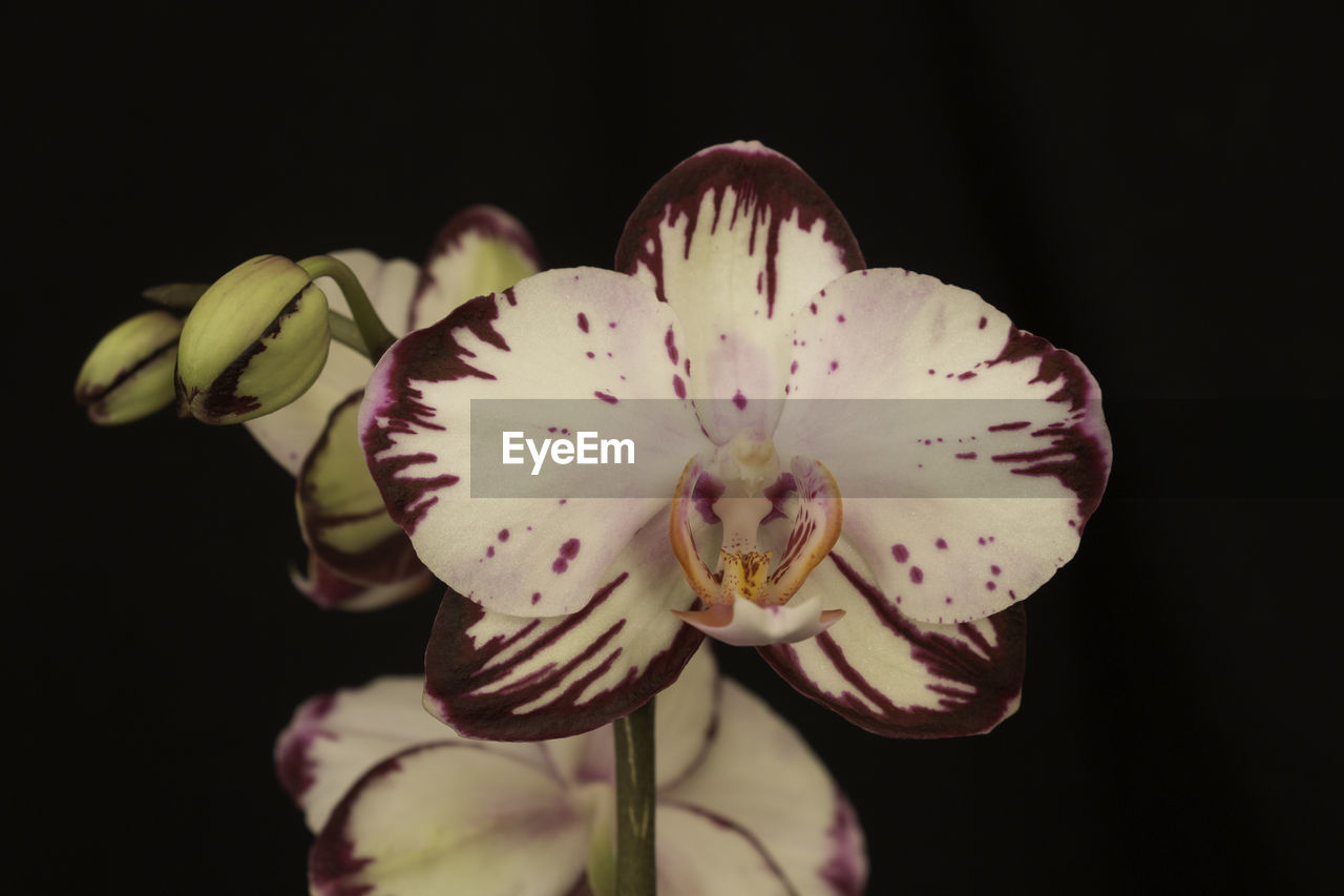 CLOSE-UP OF PINK ORCHIDS