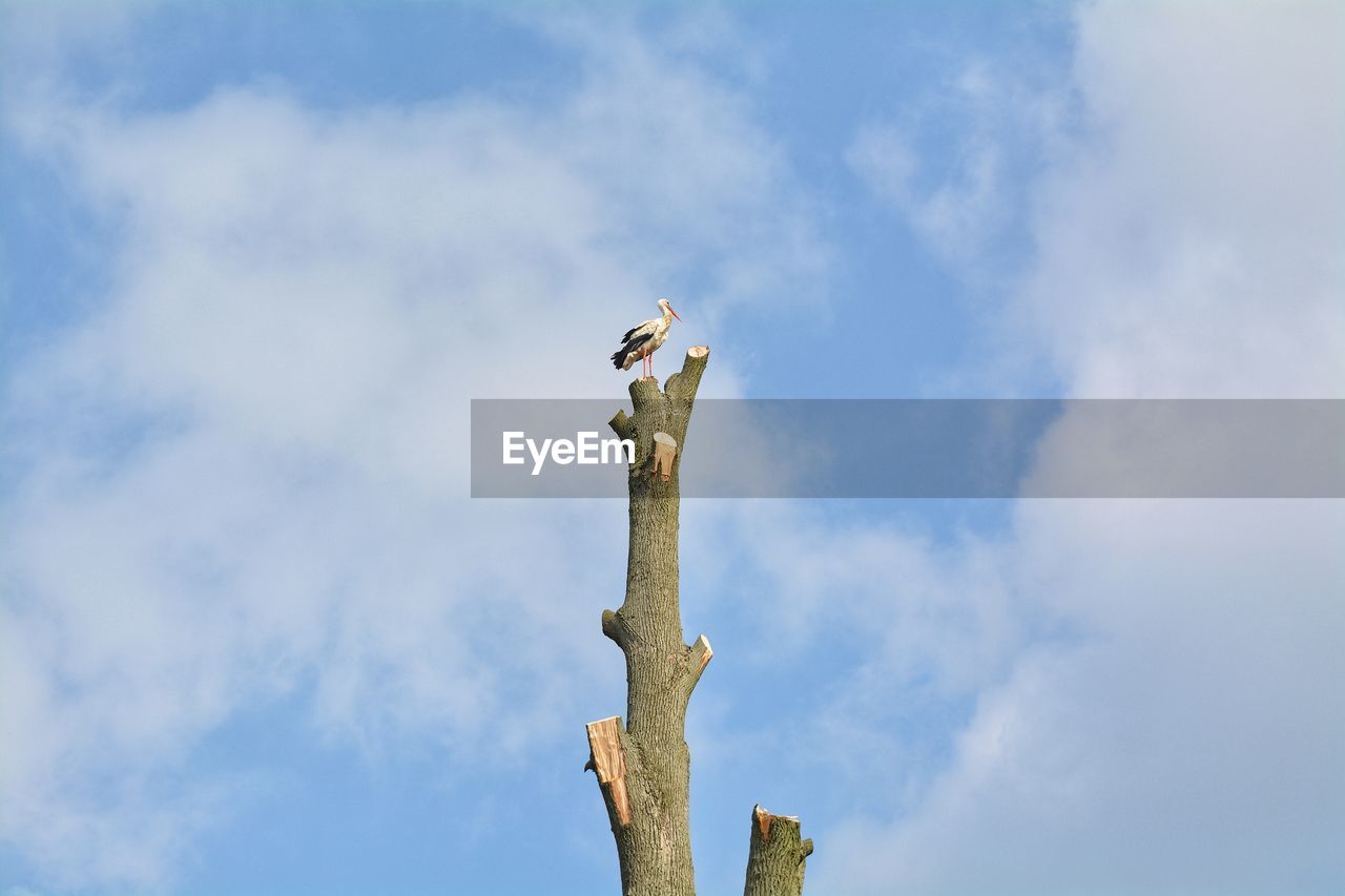 Low angle view of bird perching on tree against sky