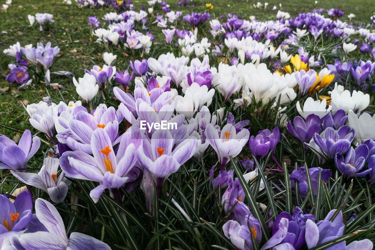 CLOSE-UP OF PURPLE CROCUS FLOWERS IN FIELD