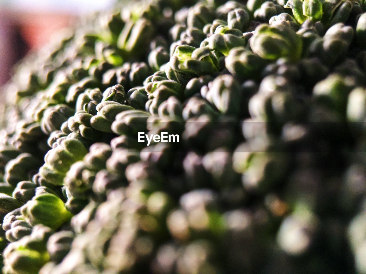 FULL FRAME SHOT OF PLANTS GROWING ON PLANT