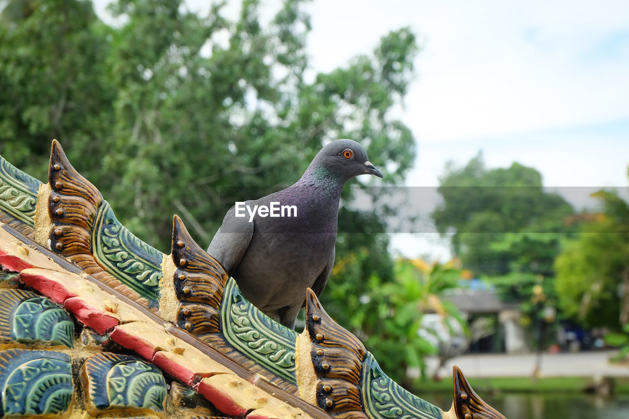 LOW ANGLE VIEW OF BIRD STATUE AGAINST PLANTS