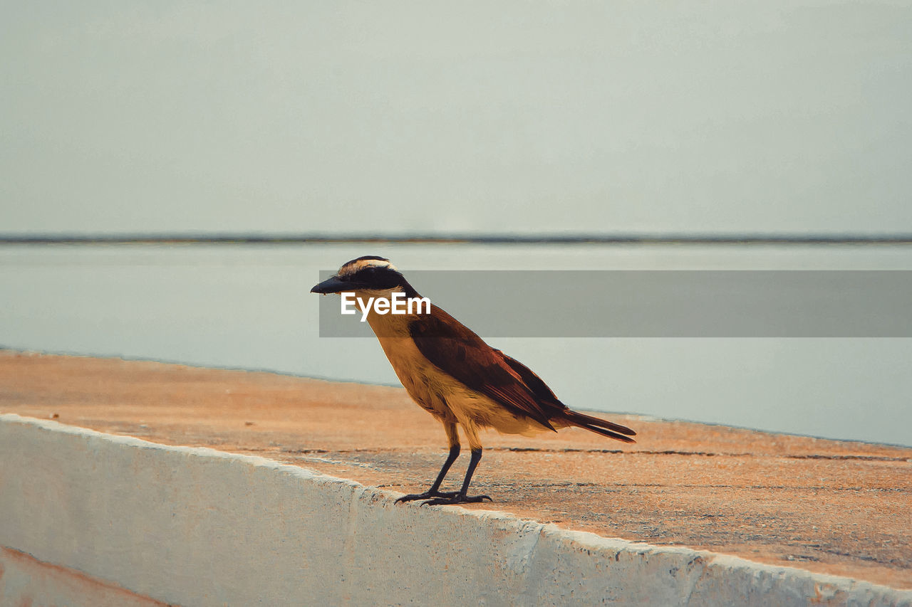 BIRD PERCHING ON A RETAINING WALL