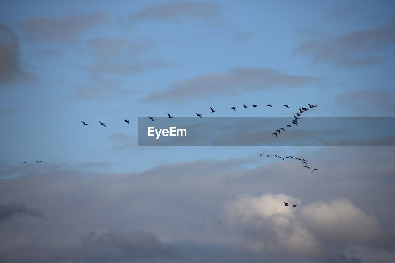 LOW ANGLE VIEW OF SILHOUETTE BIRDS FLYING IN SKY