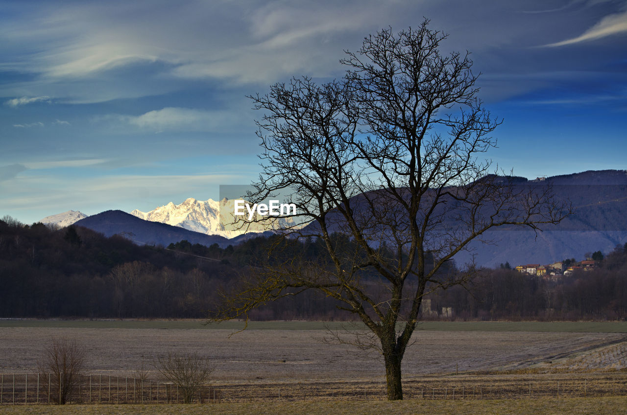 TREE BY MOUNTAINS AGAINST SKY