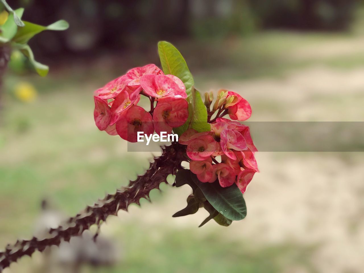 CLOSE-UP OF RED FLOWER