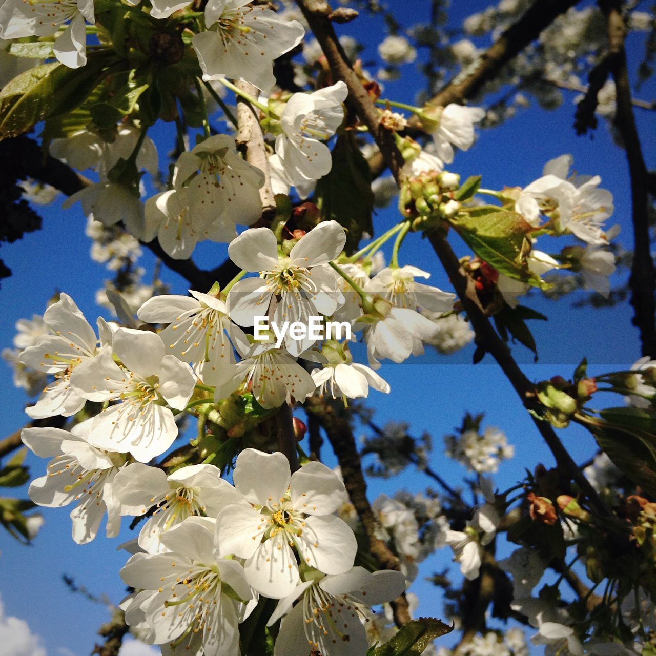 LOW ANGLE VIEW OF WHITE FLOWERS BLOOMING ON TREE