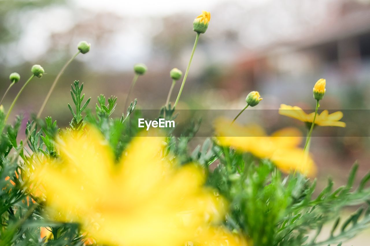 Close-up of yellow flowers blooming outdoors