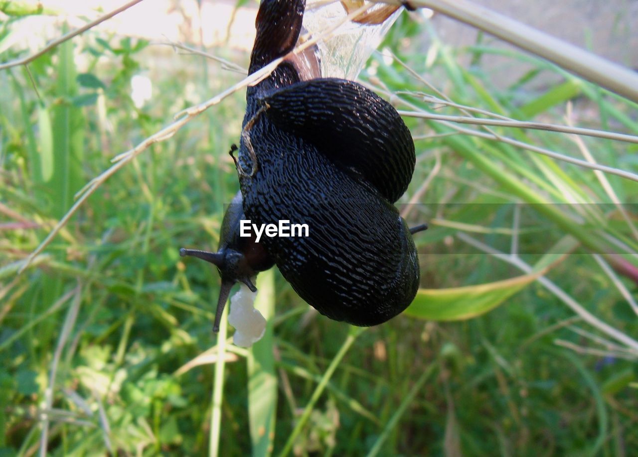 CLOSE-UP OF BLACK BIRD