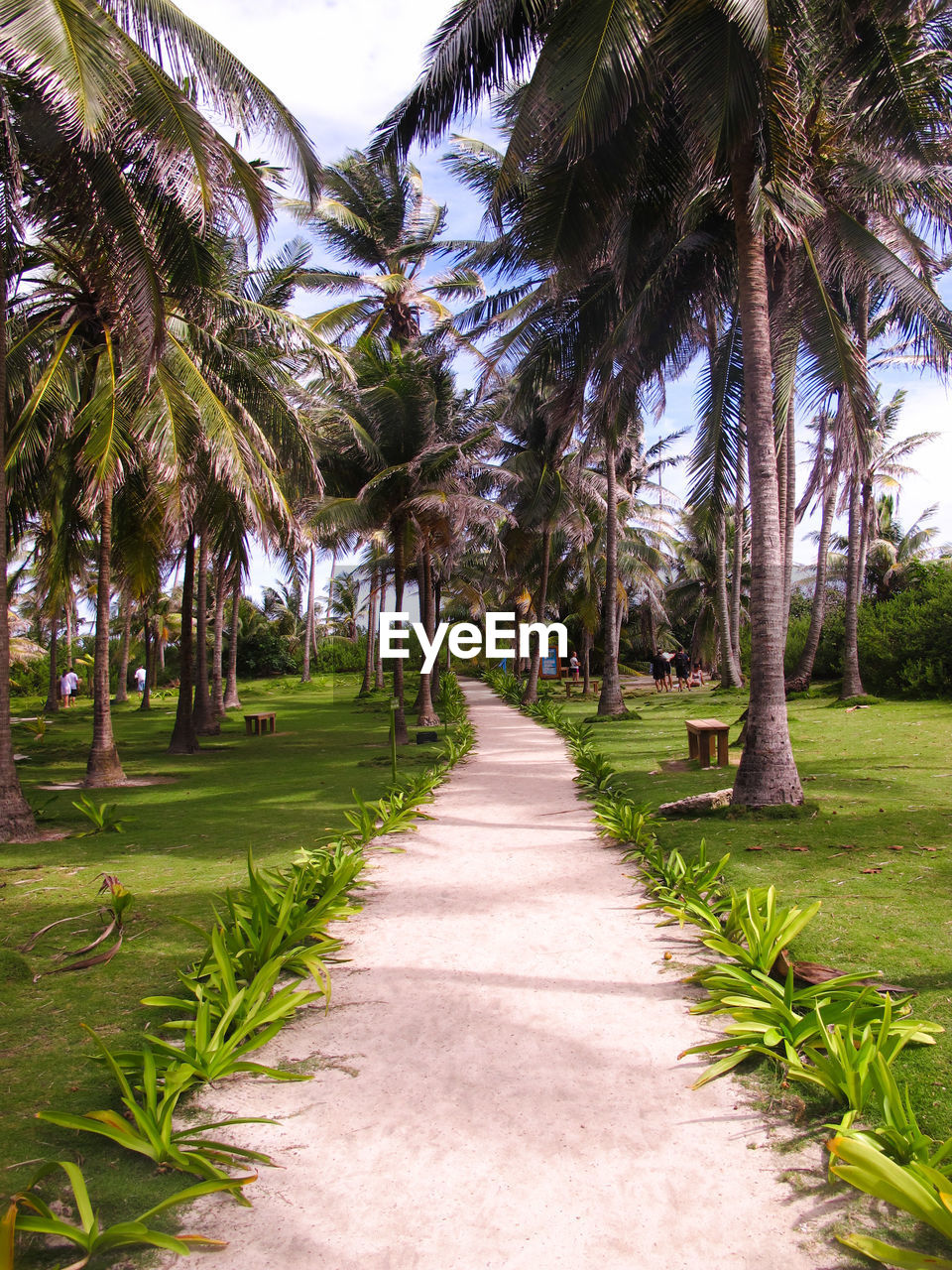 View of footpath through palm trees against sky