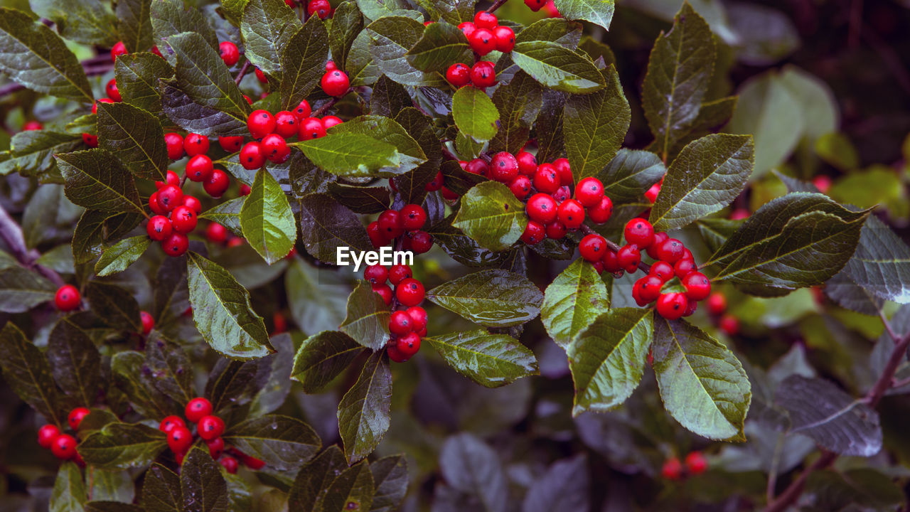 RED BERRIES GROWING ON TREE