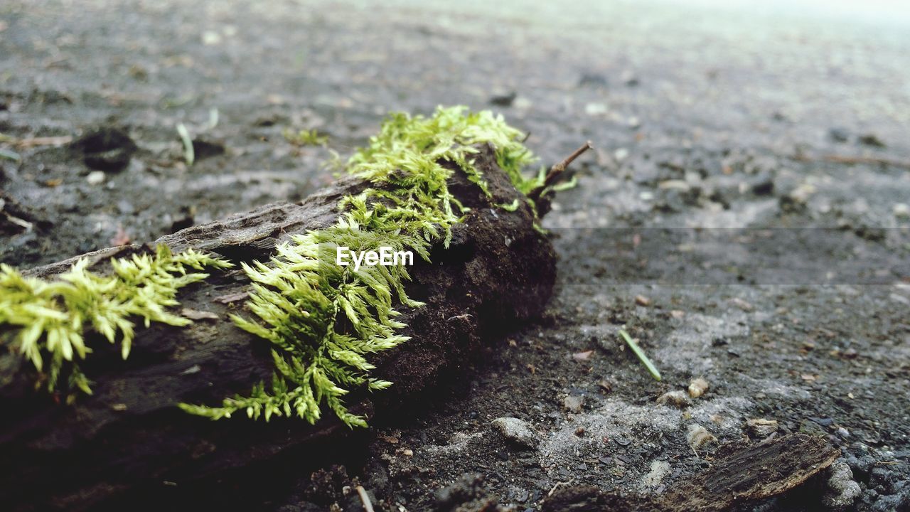 Close-up of a leaf on log