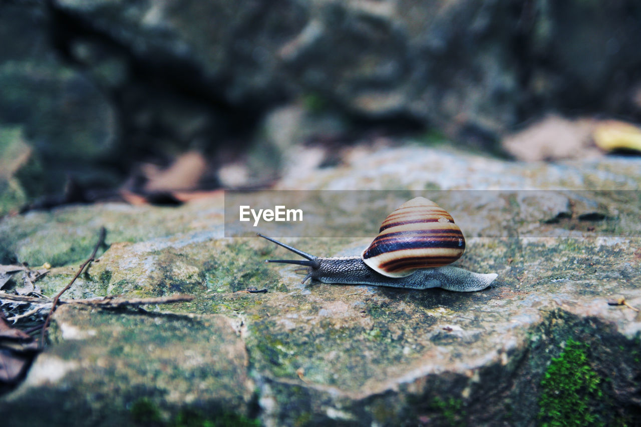 Close-up of snail on rock