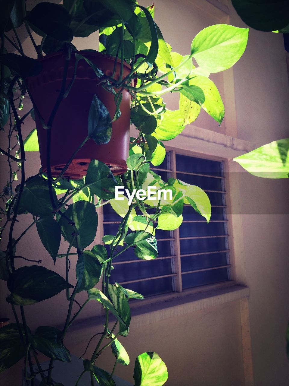 Close-up view of potted plant in sunlight