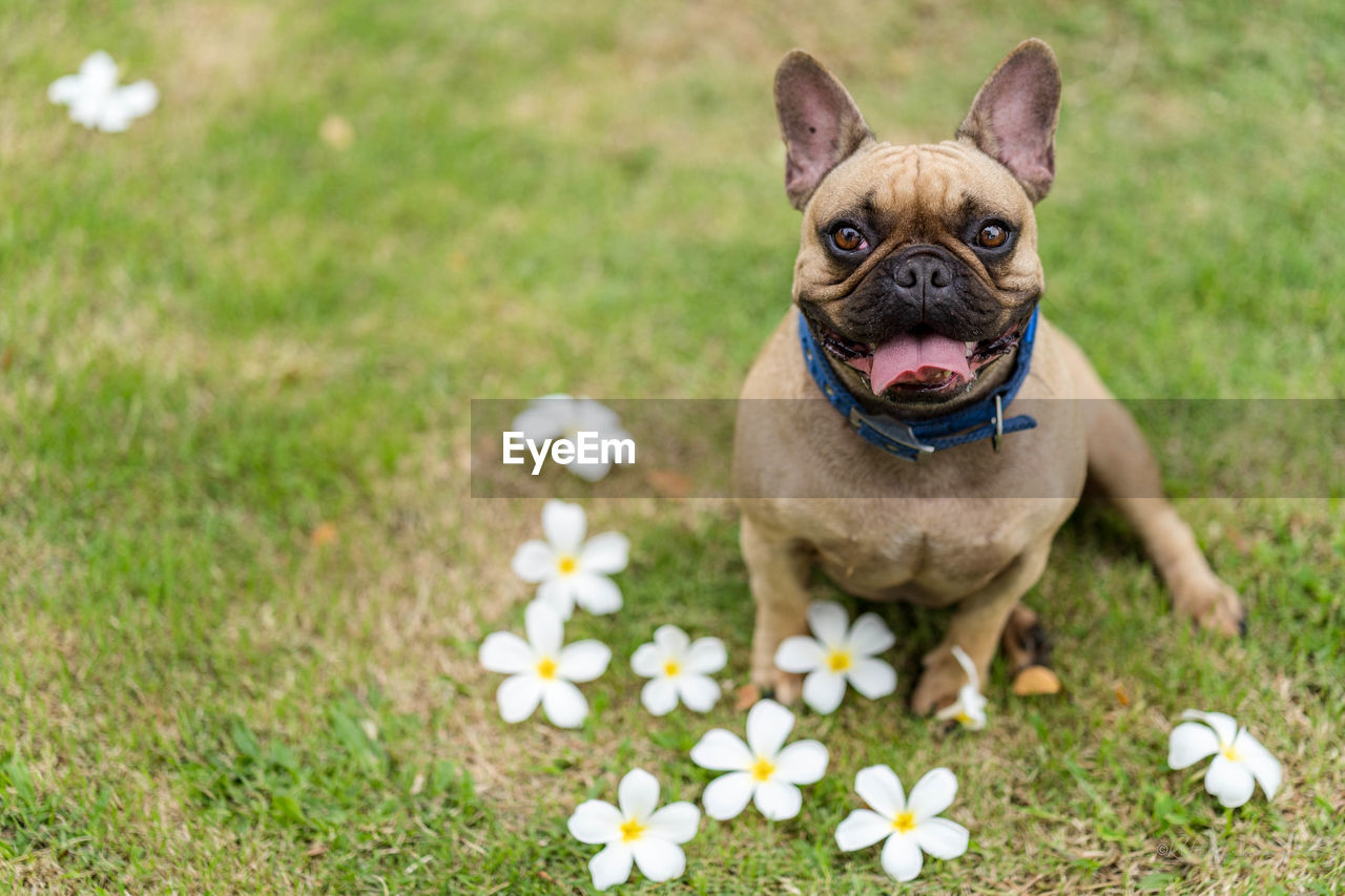 High angle portrait of dog sticking out tongue while sitting with frangipanis on land