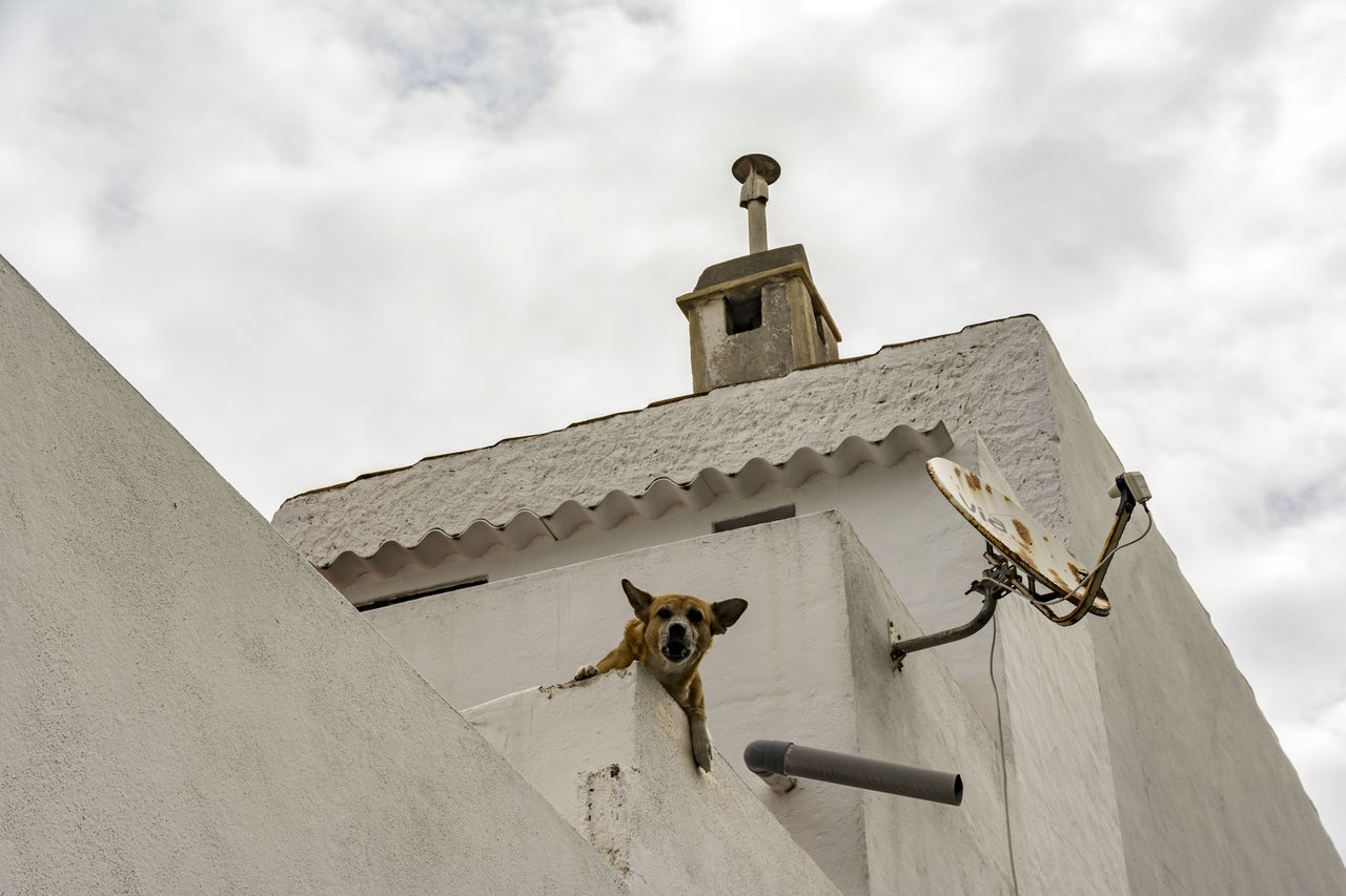 LOW ANGLE VIEW OF DOG AGAINST CHURCH