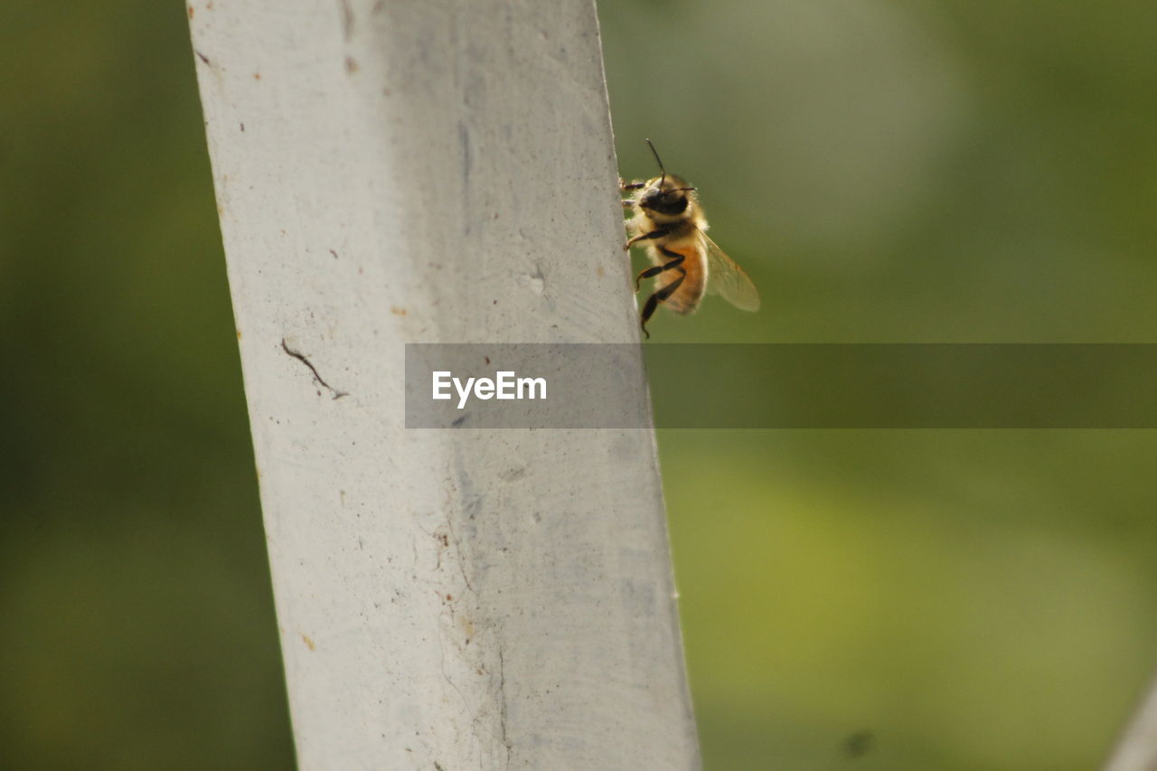 Close-up of bee on leaf