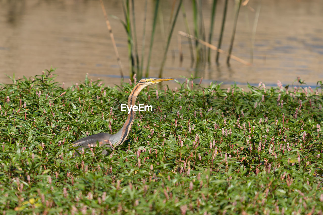 VIEW OF LIZARD ON GRASS