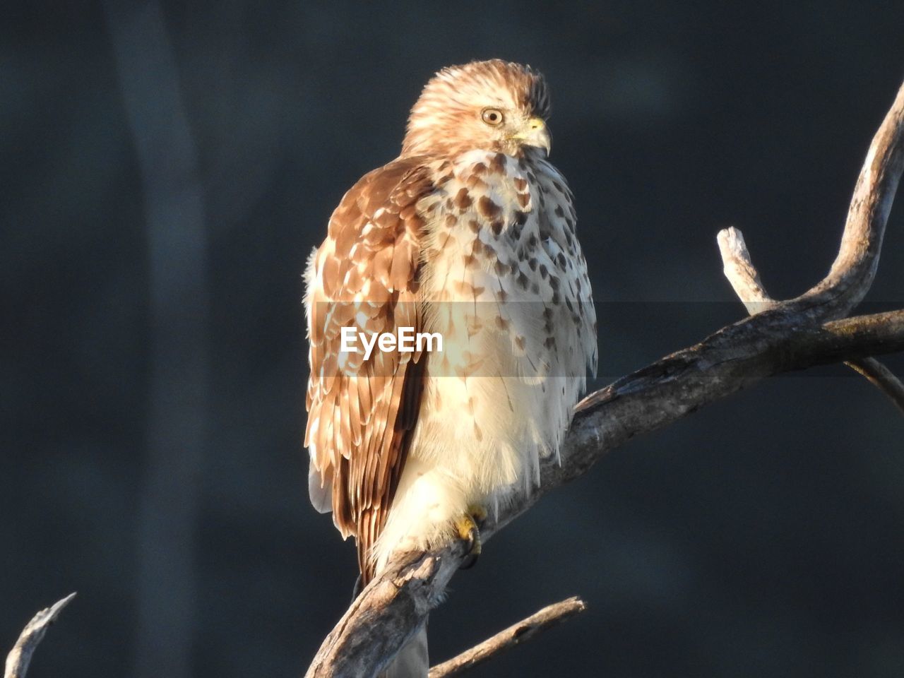 Close-up of falcon perching on tree branch