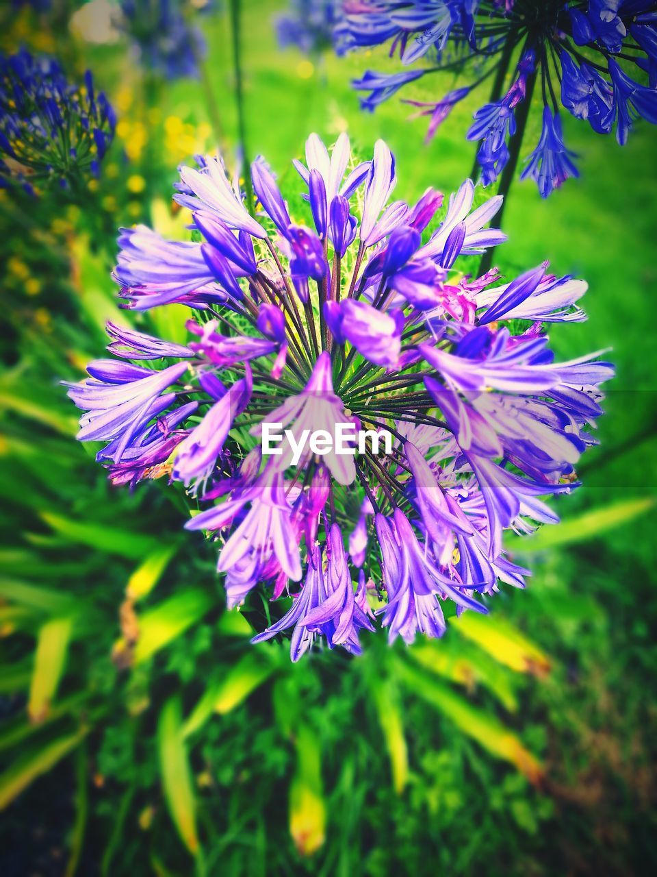 CLOSE-UP OF PURPLE FLOWER