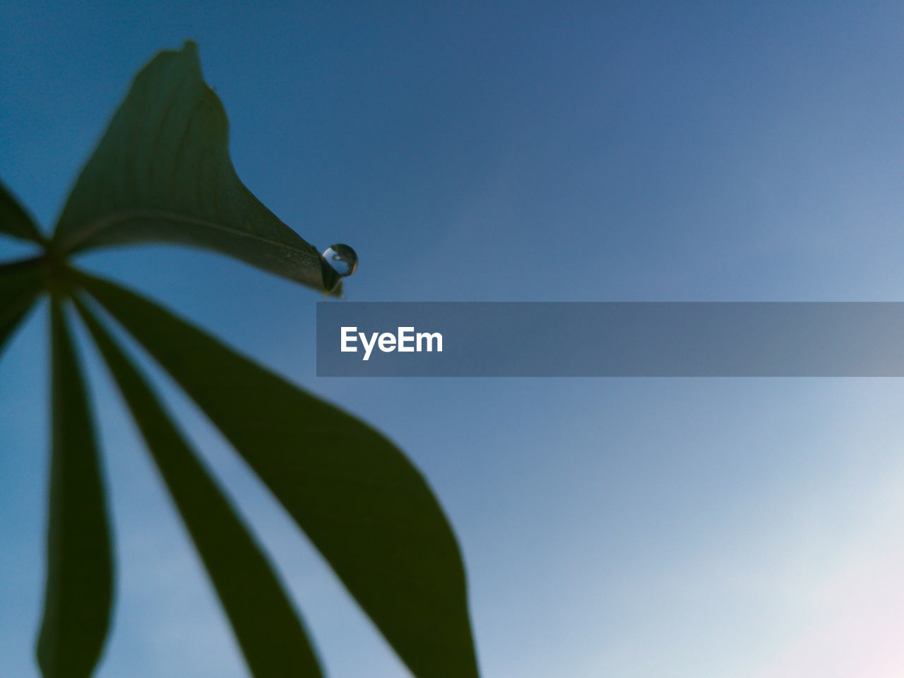 LOW ANGLE VIEW OF SNAKE AGAINST CLEAR SKY