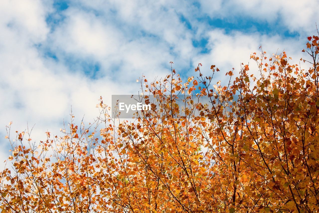 LOW ANGLE VIEW OF FLOWERING PLANT AGAINST SKY