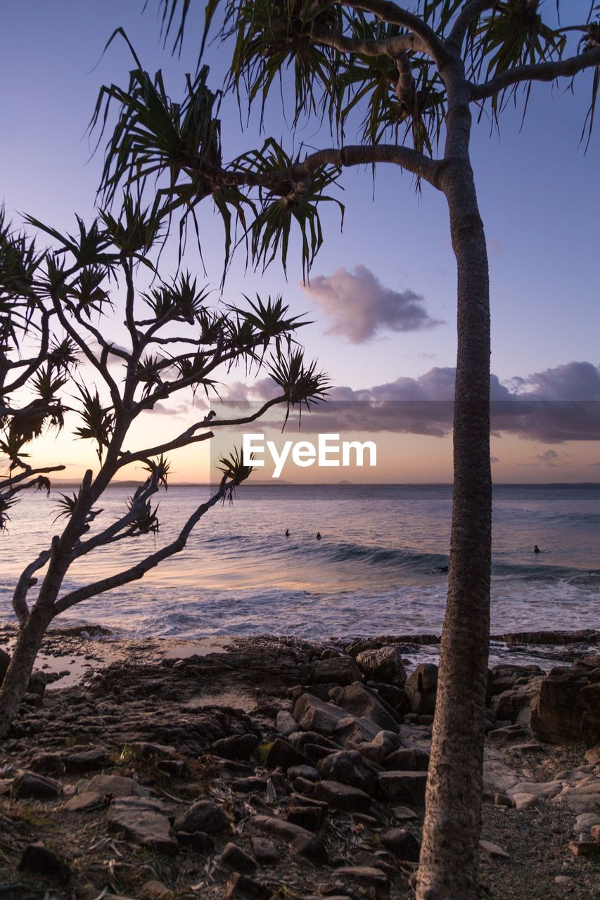 Tree on beach against sky