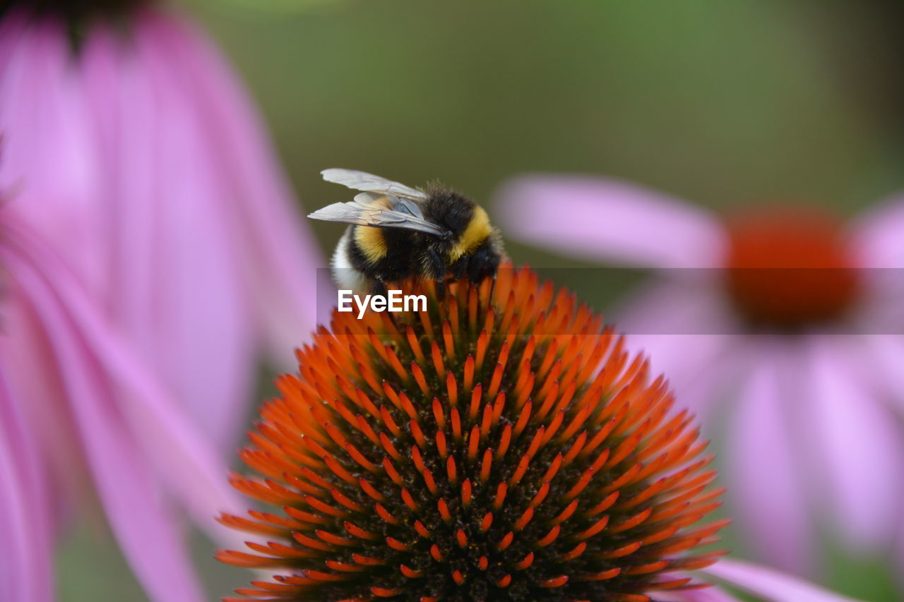 CLOSE-UP OF BEE POLLINATING ON FLOWER