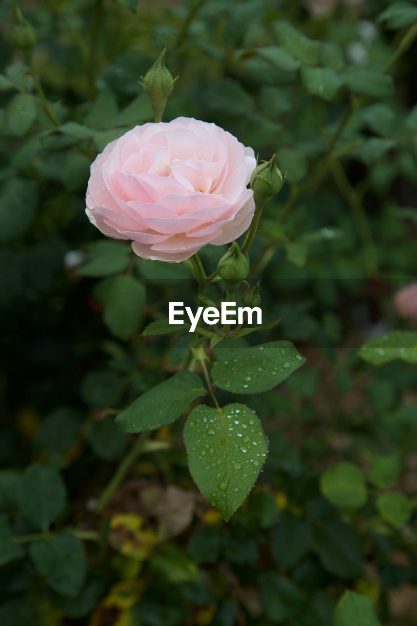 CLOSE-UP OF PINK FLOWER BLOOMING IN PARK