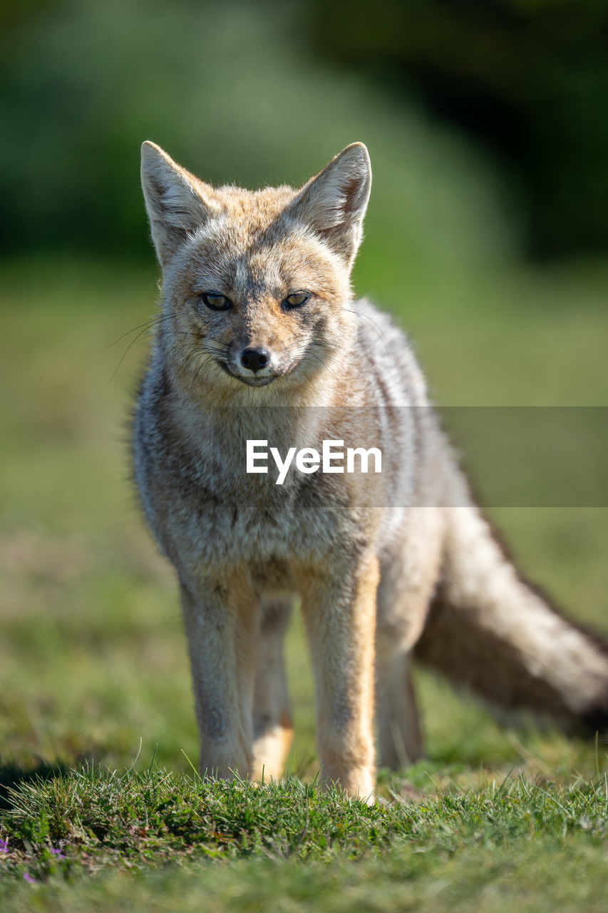 animal, animal themes, one animal, mammal, animal wildlife, wildlife, grass, portrait, no people, looking at camera, jackal, nature, coyote, full length, outdoors, day, carnivore, front view, standing, plant, selective focus