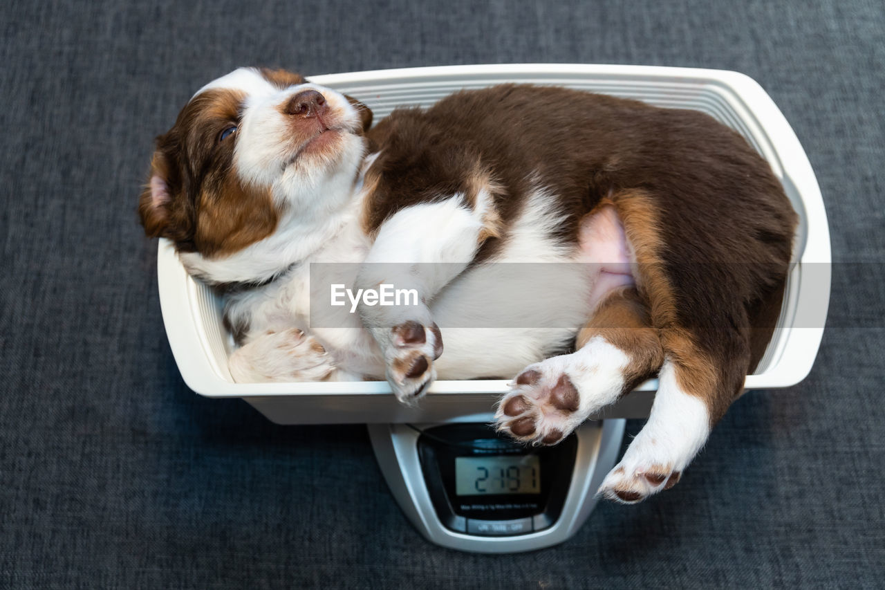 HIGH ANGLE VIEW OF DOG SLEEPING IN A CAR