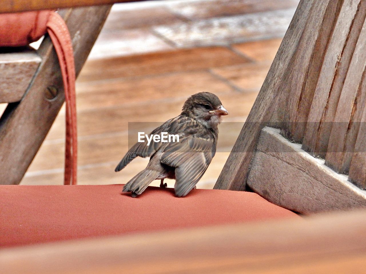 animal themes, animal, bird, animal wildlife, wildlife, sparrow, one animal, wing, wood, perching, no people, day, outdoors, house sparrow, close-up, nature, selective focus