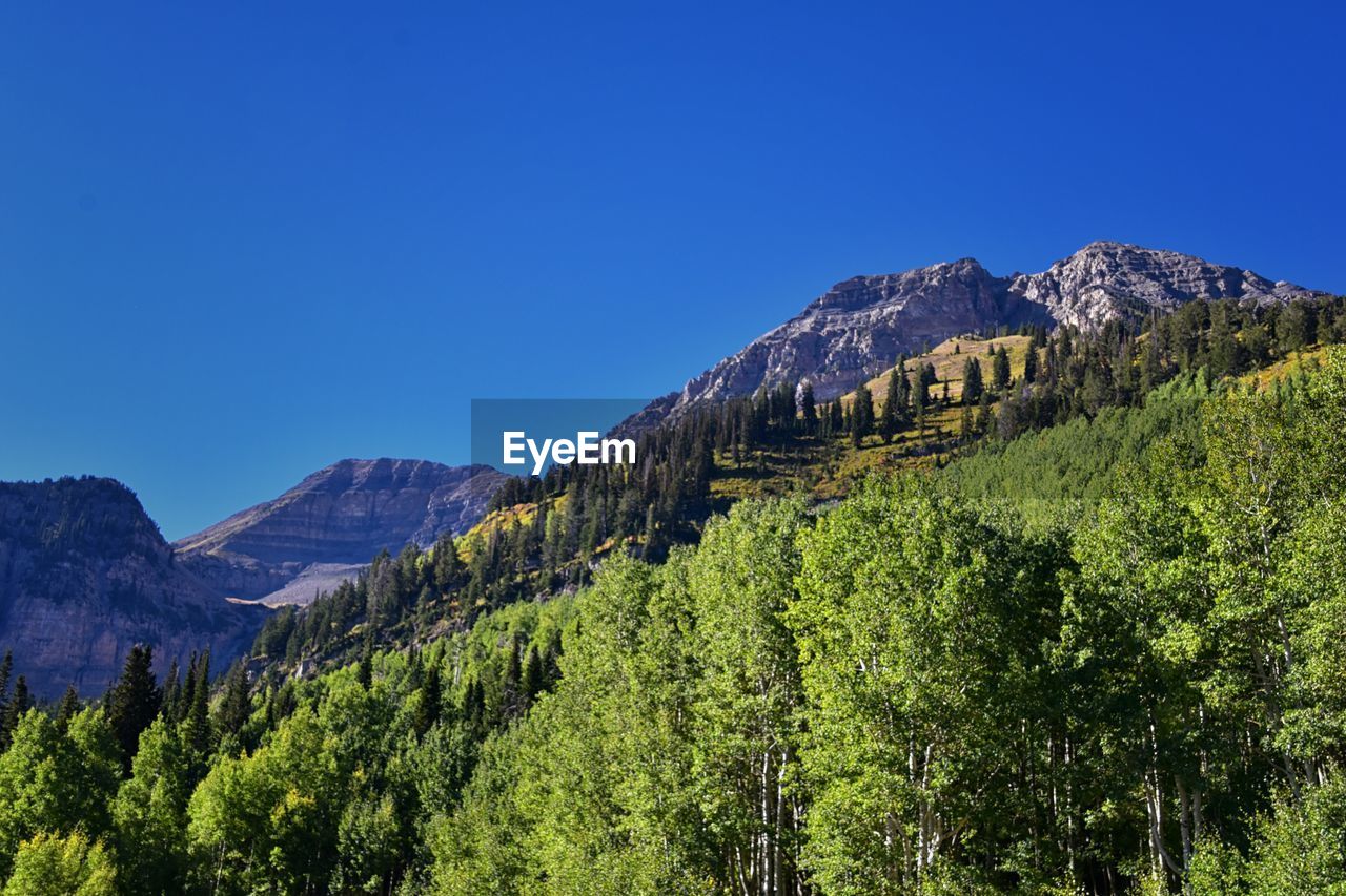 mountain, plant, tree, sky, scenics - nature, mountain range, nature, land, wilderness, landscape, environment, beauty in nature, forest, ridge, pine tree, blue, pinaceae, clear sky, coniferous tree, green, no people, pine woodland, travel, meadow, travel destinations, non-urban scene, tranquility, tranquil scene, natural environment, outdoors, valley, tourism, plateau, growth, sunny, autumn, day, sunlight, mountain peak, woodland, idyllic, leaf, summer