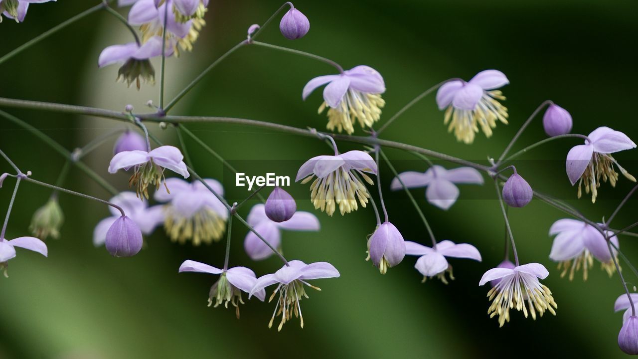 Close-up of purple flowering plants