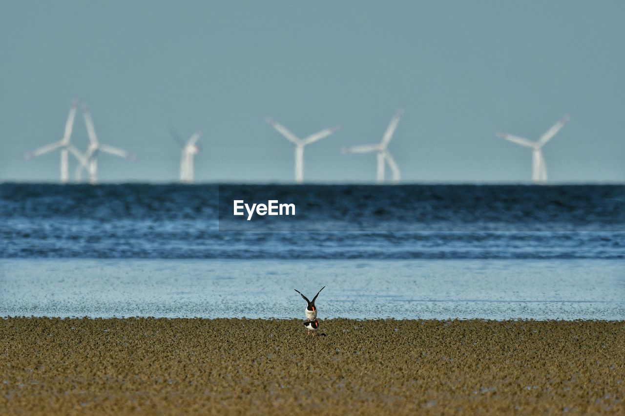 VIEW OF SEAGULL ON BEACH