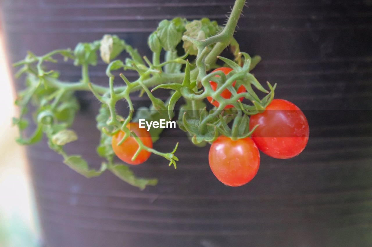 CLOSE-UP OF TOMATOES AND VEGETABLES