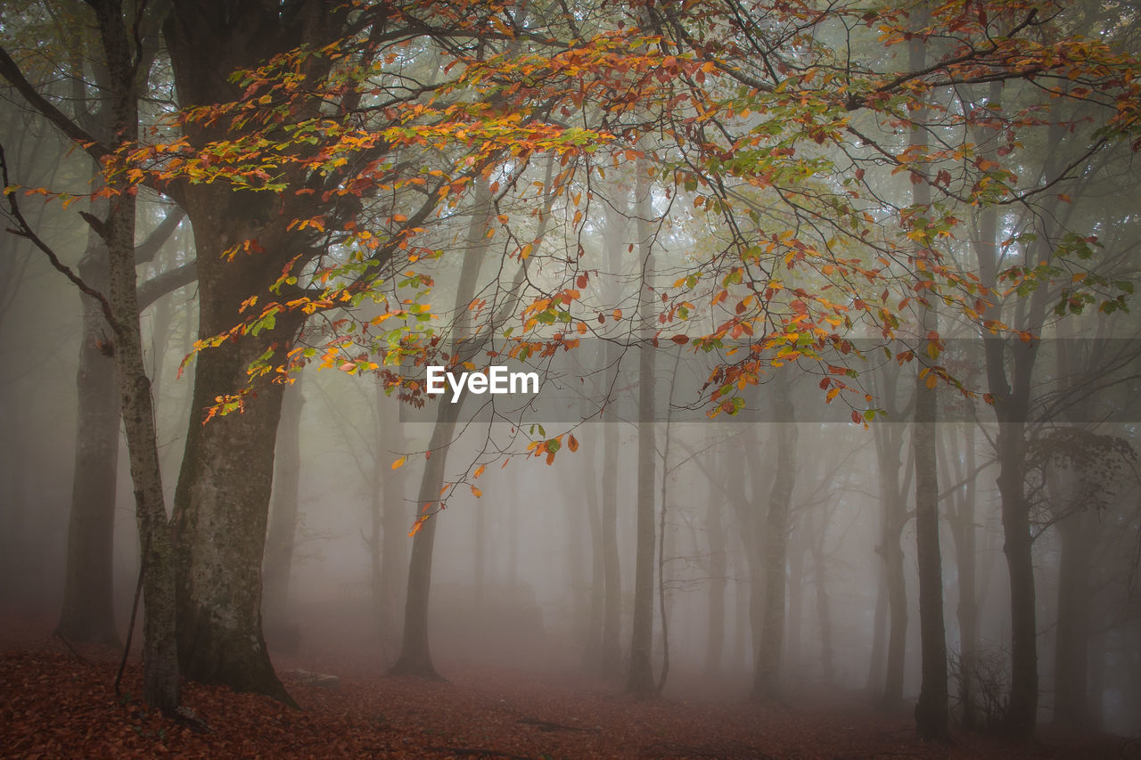 Panorama of foggy forest. fairy tale spooky looking wood in a misty day.