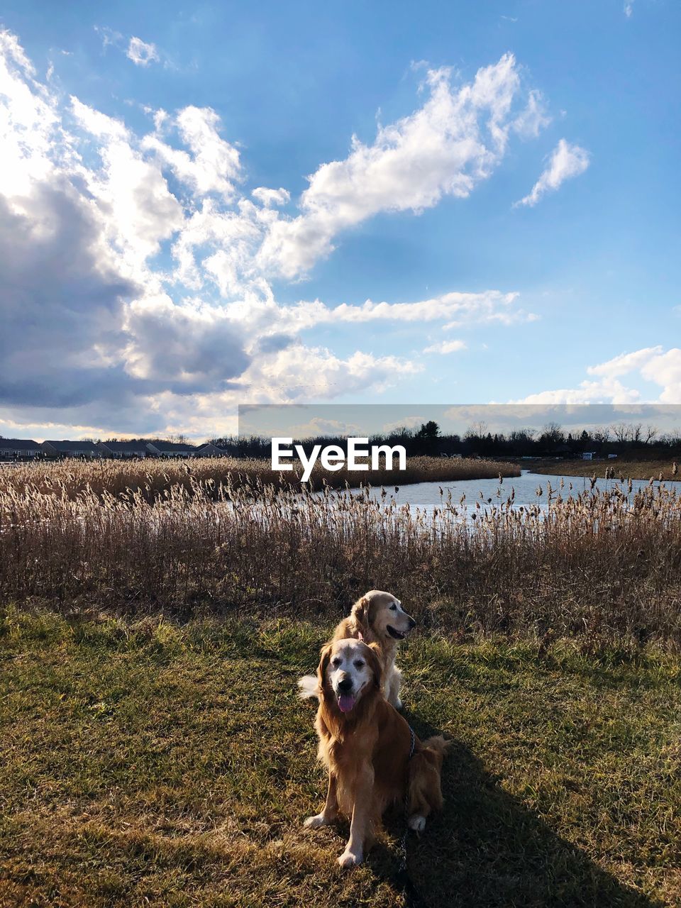 DOG STANDING ON FIELD