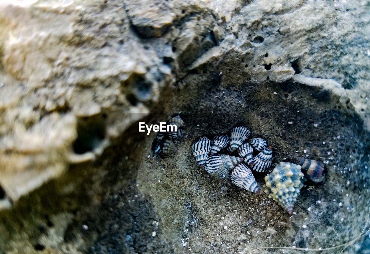 High angle view of seashells on rock