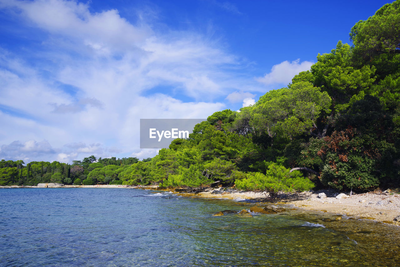 SCENIC VIEW OF SEA AGAINST TREES